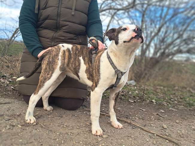 pfotenretterungarn Loretta (8)