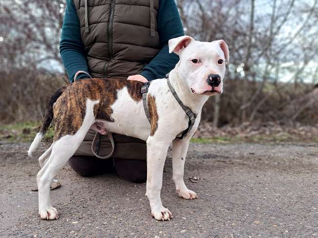 pfotenretterungarn Lucio (2)