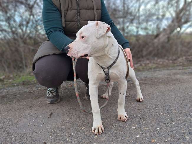 pfotenretterungarn Lucio (3)