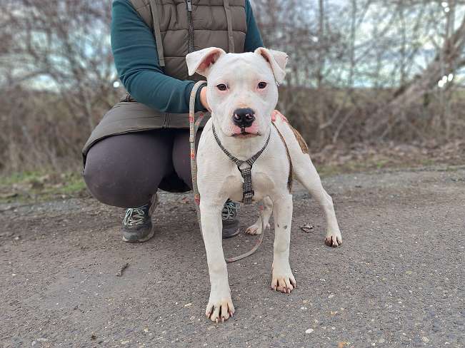 pfotenretterungarn Lucio (7)