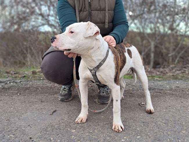 pfotenretterungarn Lucio (8)