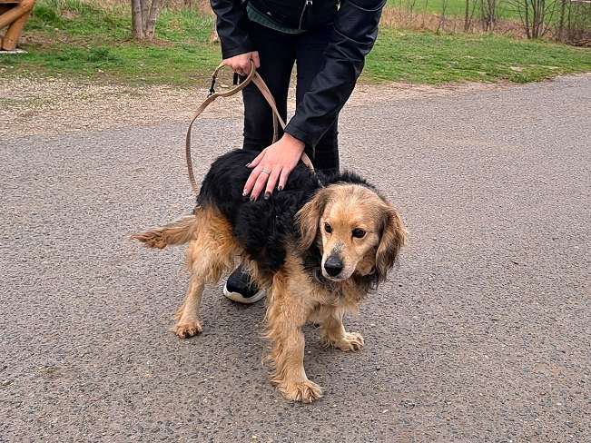 pfotenretterungarn Mbappé (10)