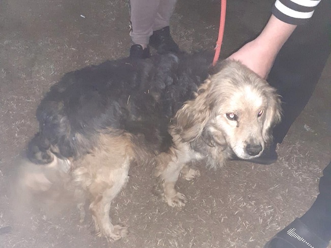 pfotenretterungarn Mbappé (11)