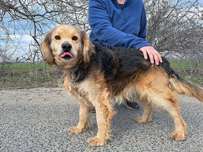 pfotenretterungarn Mbappé (4)