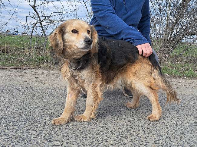 pfotenretterungarn Mbappé (5)