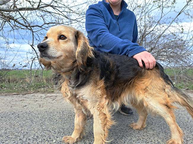 pfotenretterungarn Mbappé (6)