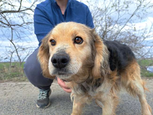 pfotenretterungarn Mbappé (7)