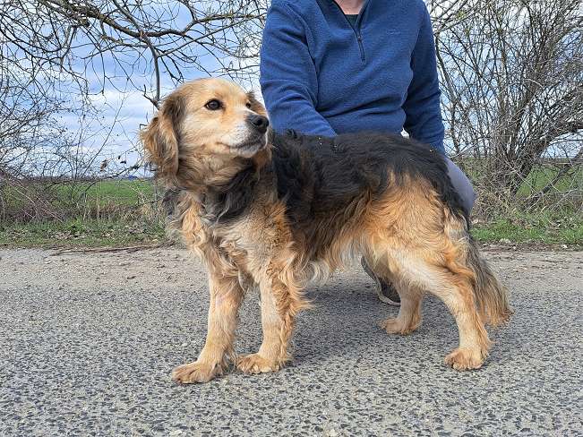 pfotenretterungarn Mbappé (8)