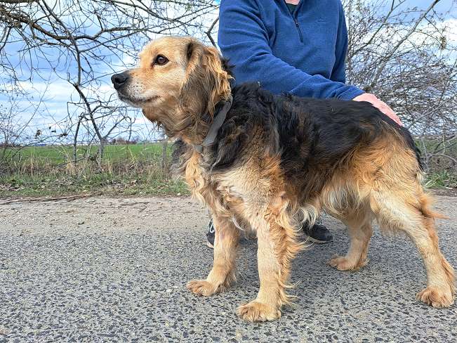 pfotenretterungarn Mbappé (9)