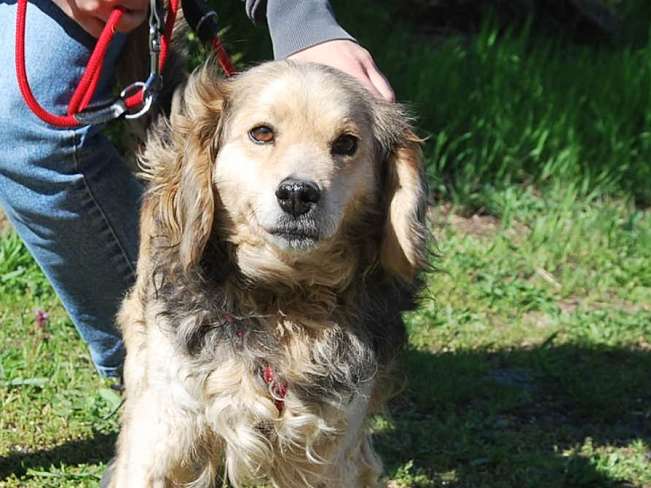 pfotenretterungarn Mbappé Apr-26 (10)