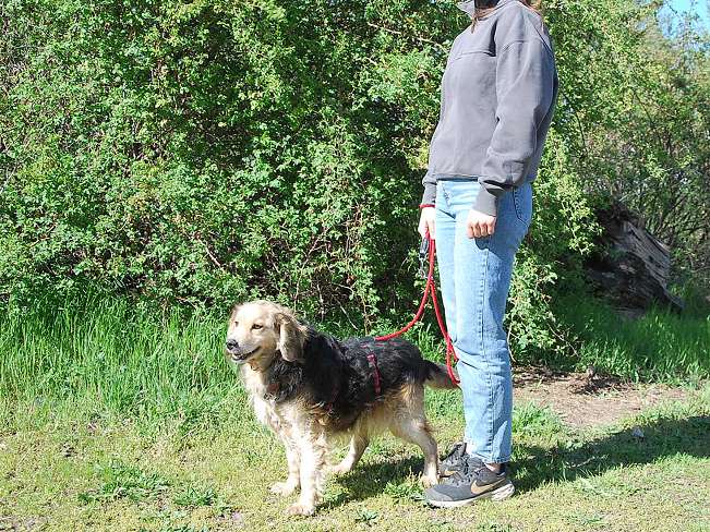 pfotenretterungarn Mbappé Apr-26 (11)