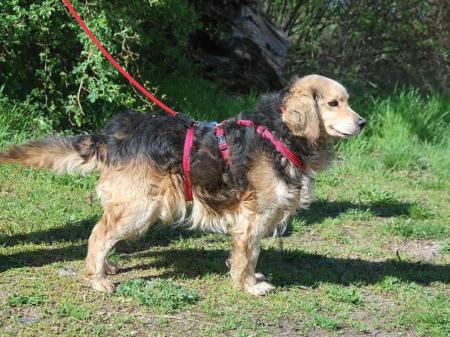 pfotenretterungarn Mbappé Apr-26 (12)