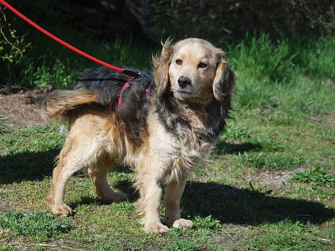 pfotenretterungarn Mbappé Apr-26 (15)