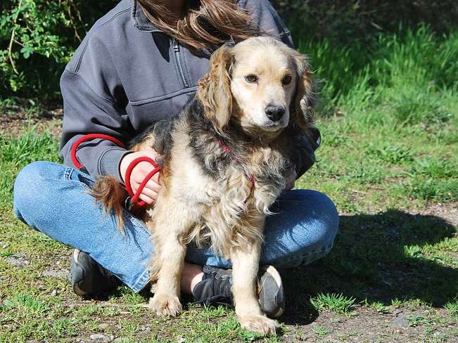 pfotenretterungarn Mbappé Apr-26 (2)