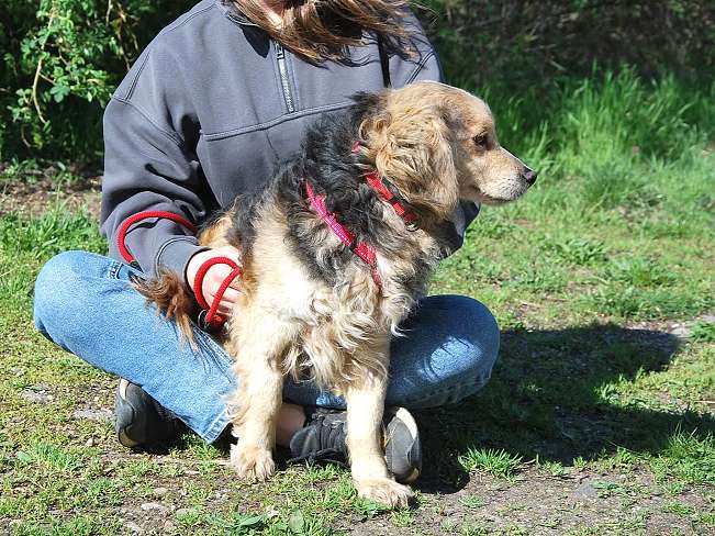 pfotenretterungarn Mbappé Apr-26 (3)