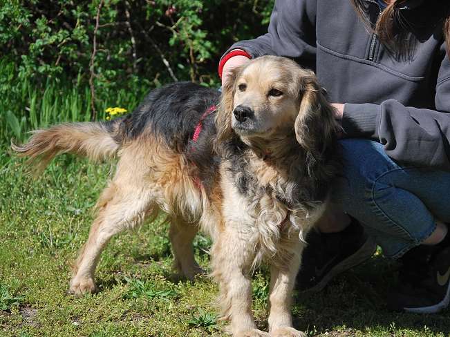 pfotenretterungarn Mbappé Apr-26 (4)