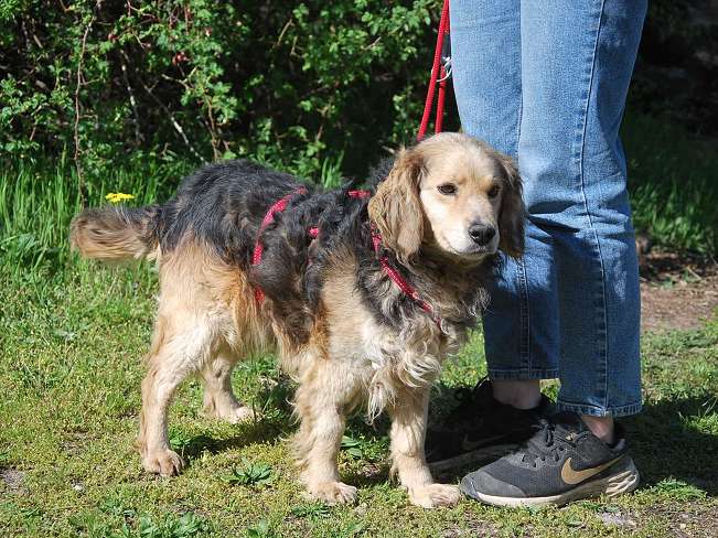 pfotenretterungarn Mbappé Apr-26 (6)