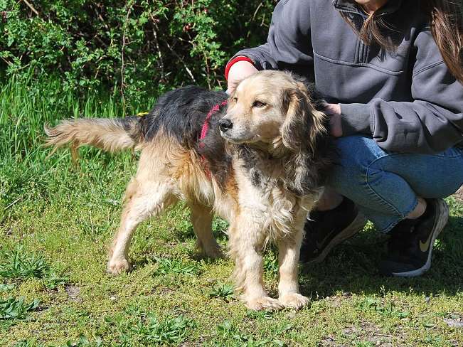 pfotenretterungarn Mbappé Apr-26 (7)