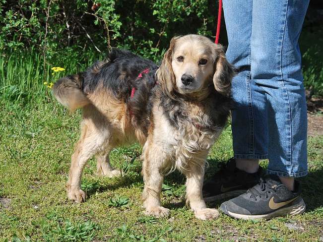 pfotenretterungarn Mbappé Apr-26 (8)