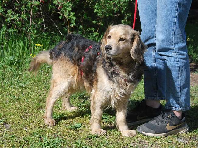 pfotenretterungarn Mbappé Apr-26 (9)