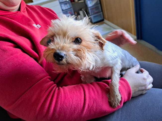 pfotenretterungarn Milli (11)