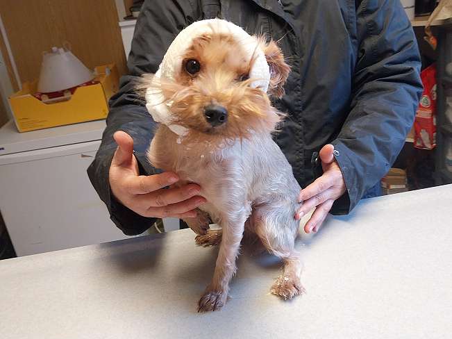 pfotenretterungarn Milli (12)