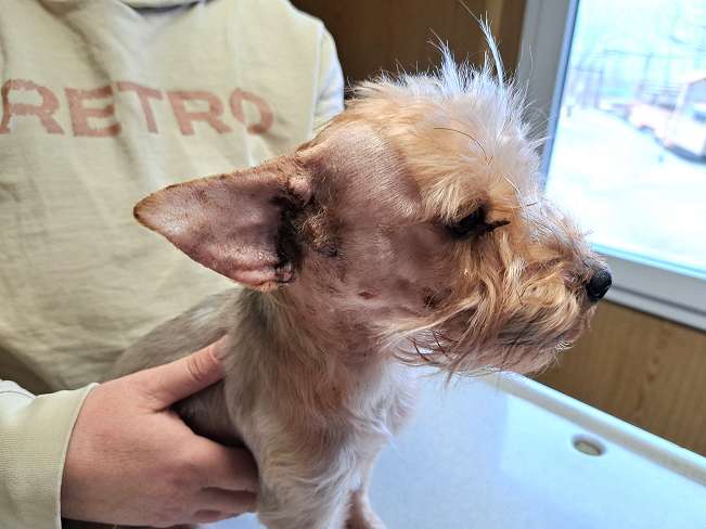 pfotenretterungarn Milli (13)