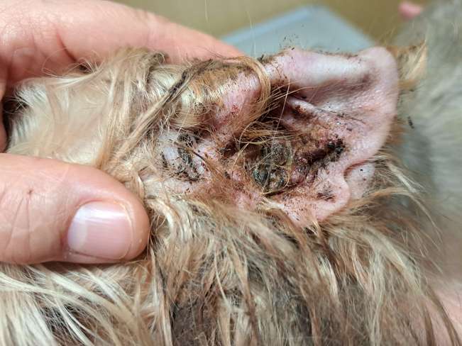 pfotenretterungarn Milli (14)