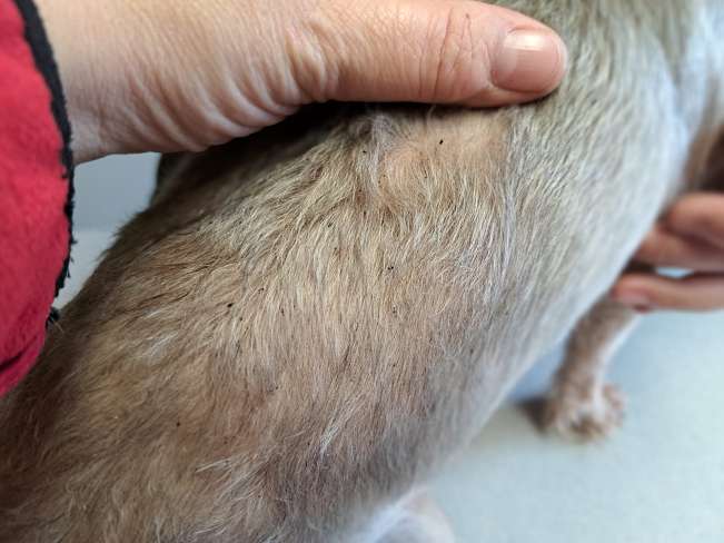 pfotenretterungarn Milli (15)