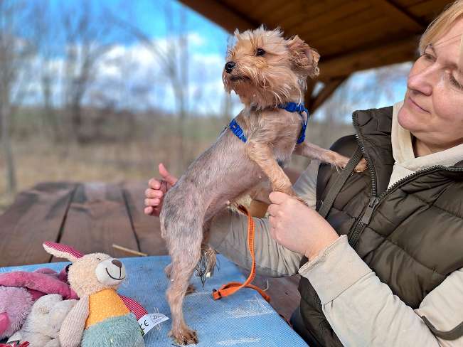 pfotenretterungarn Milli (2)