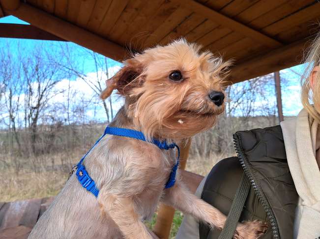 pfotenretterungarn Milli (3)