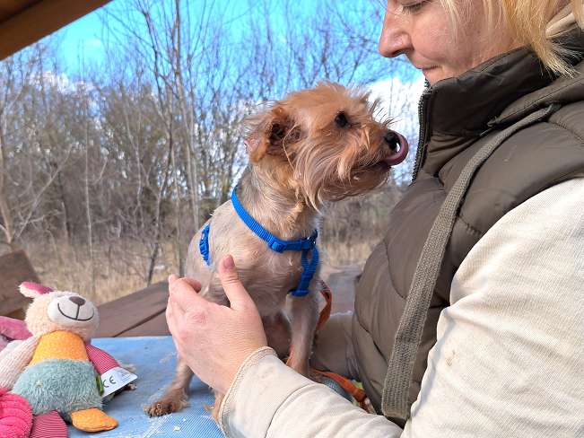 pfotenretterungarn Milli (4)