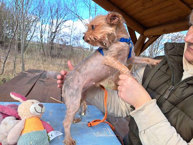 pfotenretterungarn Milli (5)