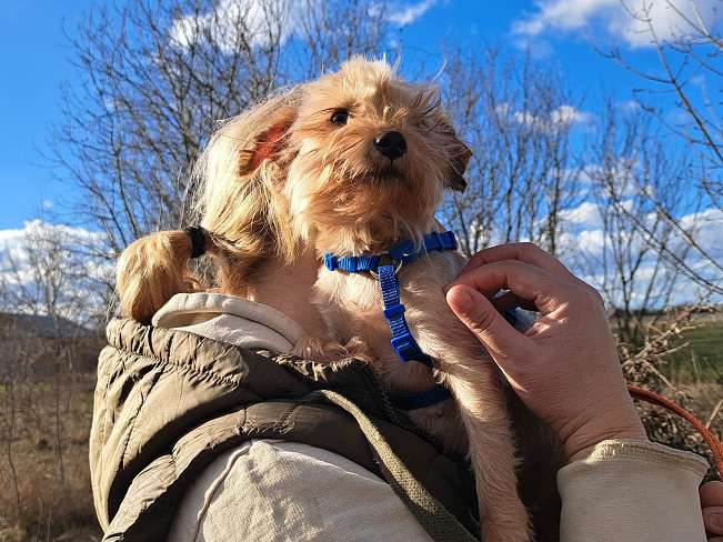 pfotenretterungarn Milli (6)