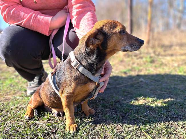 pfotenretterungarn Pamela (10)