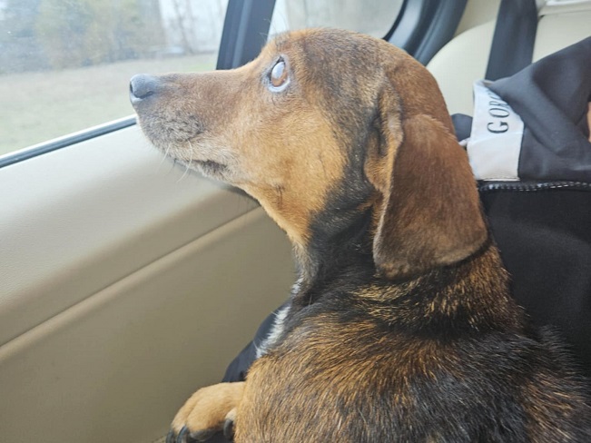 pfotenretterungarn Pamela (11)