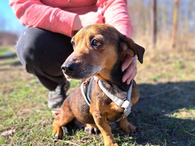 pfotenretterungarn Pamela (2)