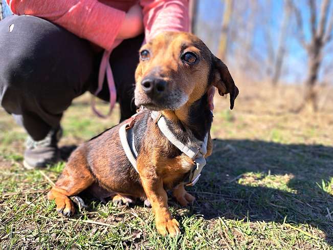 pfotenretterungarn Pamela (4)