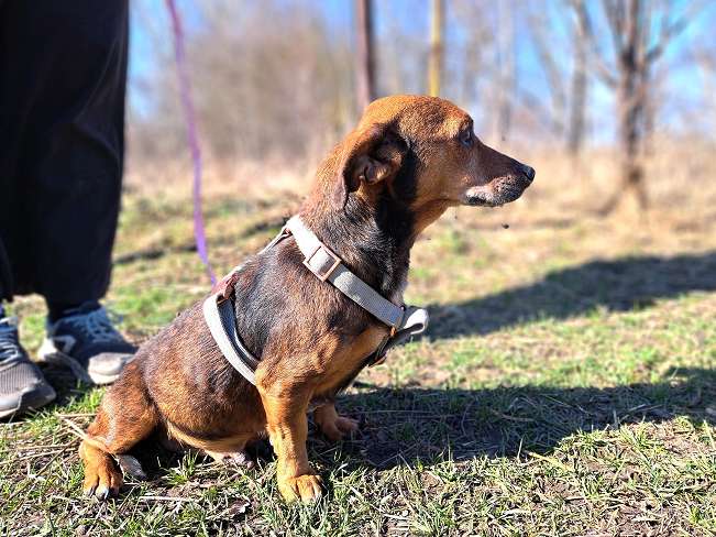 pfotenretterungarn Pamela (5)