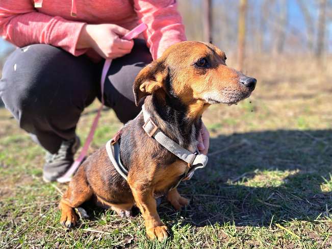 pfotenretterungarn Pamela (6)