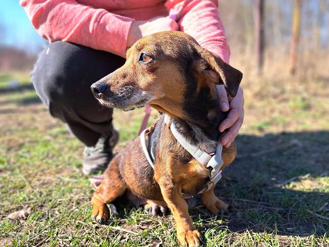 pfotenretterungarn Pamela (7)