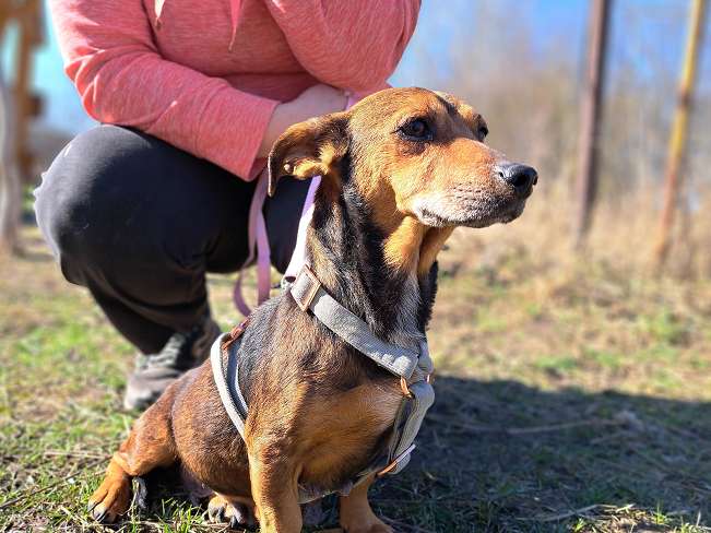 pfotenretterungarn Pamela (8)