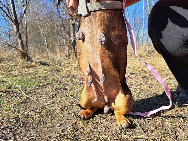 pfotenretterungarn Pamela (9)