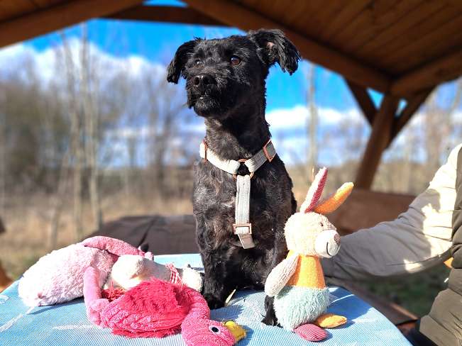 pfotenretterungarn Popey (10)