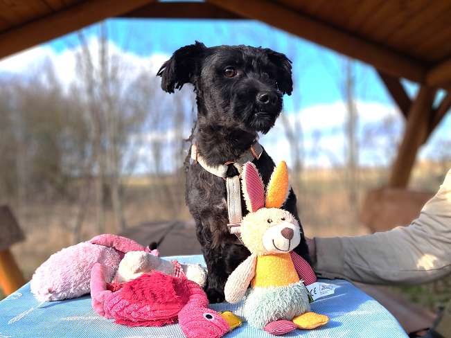 pfotenretterungarn Popey (11)