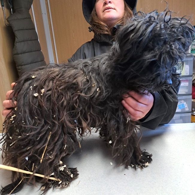 pfotenretterungarn Popey (12)