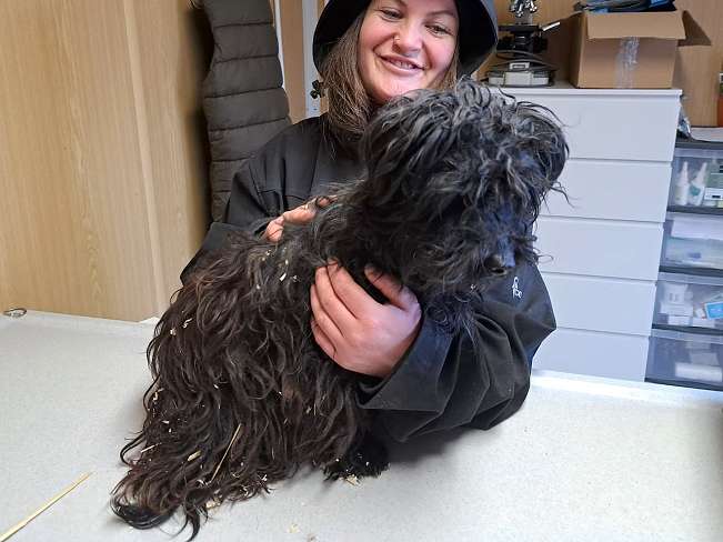 pfotenretterungarn Popey (13)