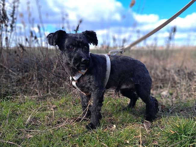 pfotenretterungarn Popey (2)