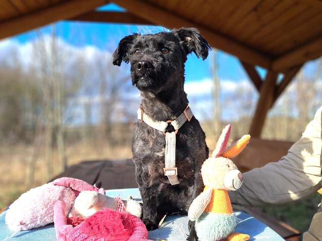 pfotenretterungarn Popey (3)