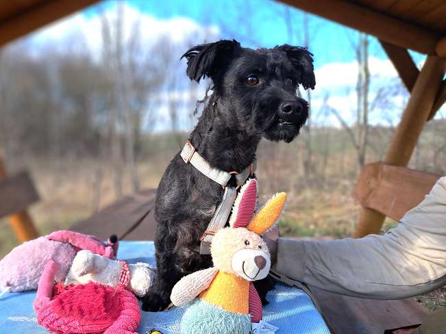 pfotenretterungarn Popey (4)